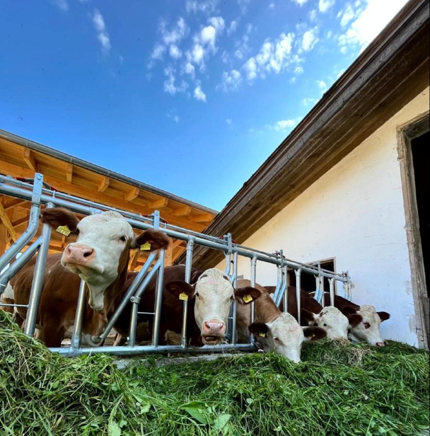 Landgasthof Blasini - Pfahlhof Zandt Exteriér fotografie